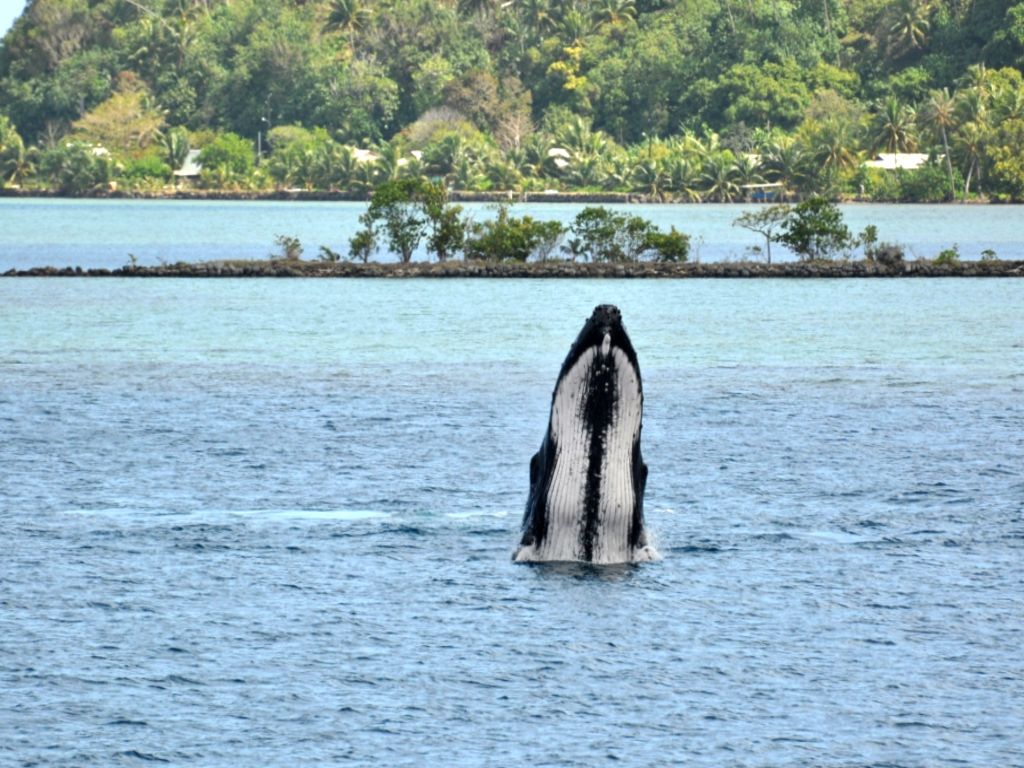 Fonds d'cran Animaux Vie marine - Baleines et Cachalots garde a vous !