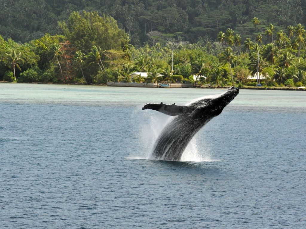 Wallpapers Animals Sealife - Whales cambre...