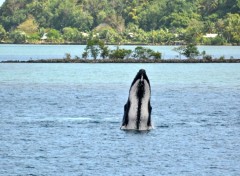 Fonds d'cran Animaux garde a vous !