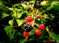 Wallpapers Nature Fruits Sauvages