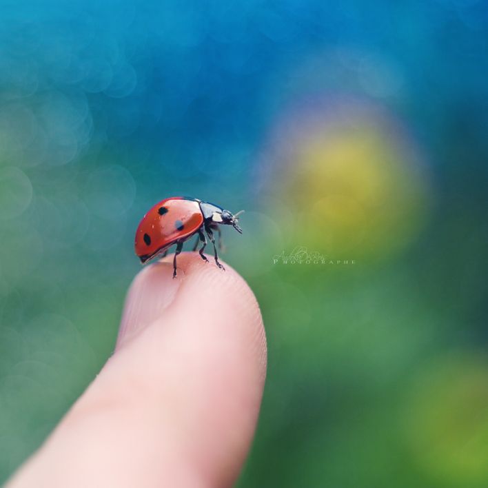 Fonds d'cran Animaux Insectes - Coccinelles Hey!