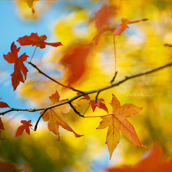 Wallpapers Nature Leaves - Foliage Avant La Chute II.