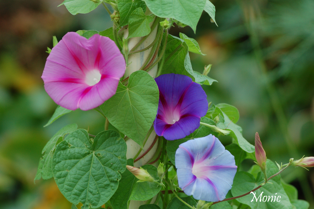 Fonds d'cran Nature Fleurs 