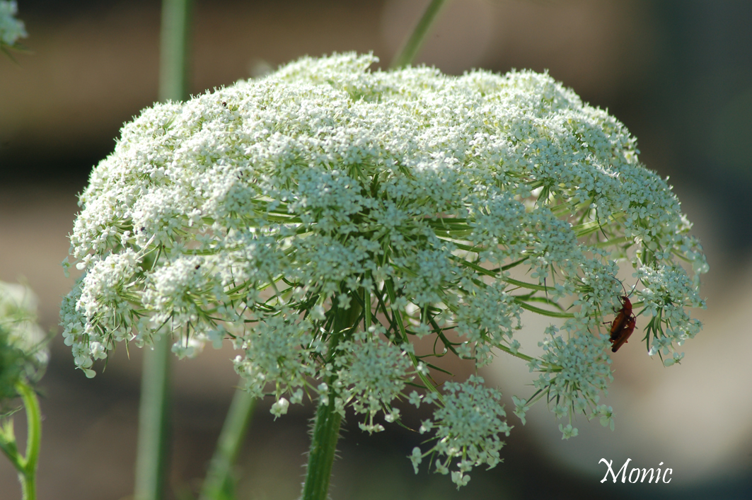 Fonds d'cran Nature Fleurs 