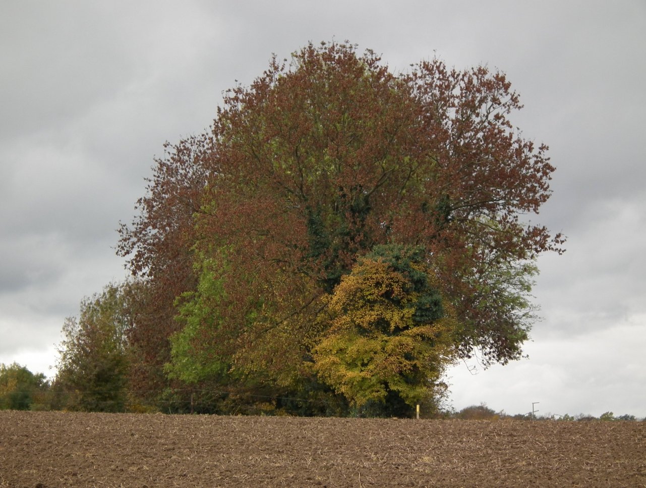 Fonds d'cran Nature Arbres - Forts 