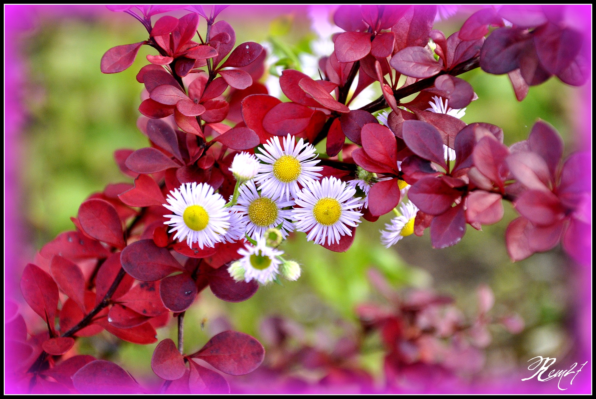 Fonds d'cran Nature Fleurs 