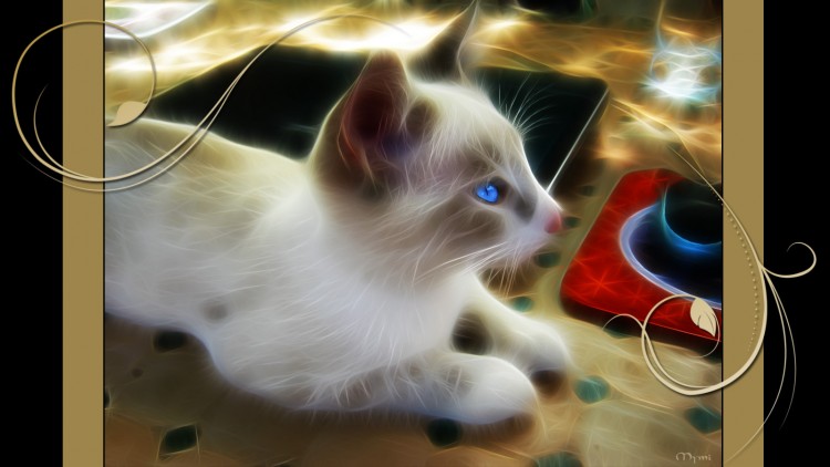 Wallpapers Animals Cats - Kittens Vagabond