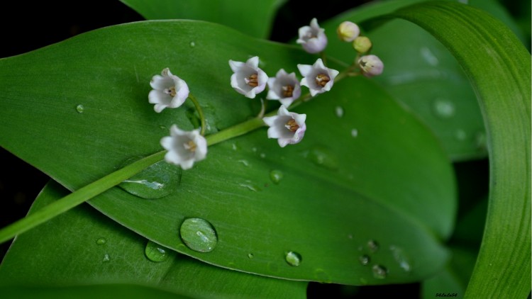 Fonds d'cran Art - Numrique Nature - Fleurs UN PETIT HORS SAISON ...