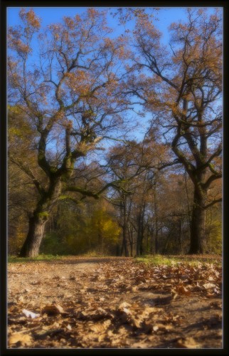 Fonds d'cran Nature Arbres - Forts dautomne fort 1.