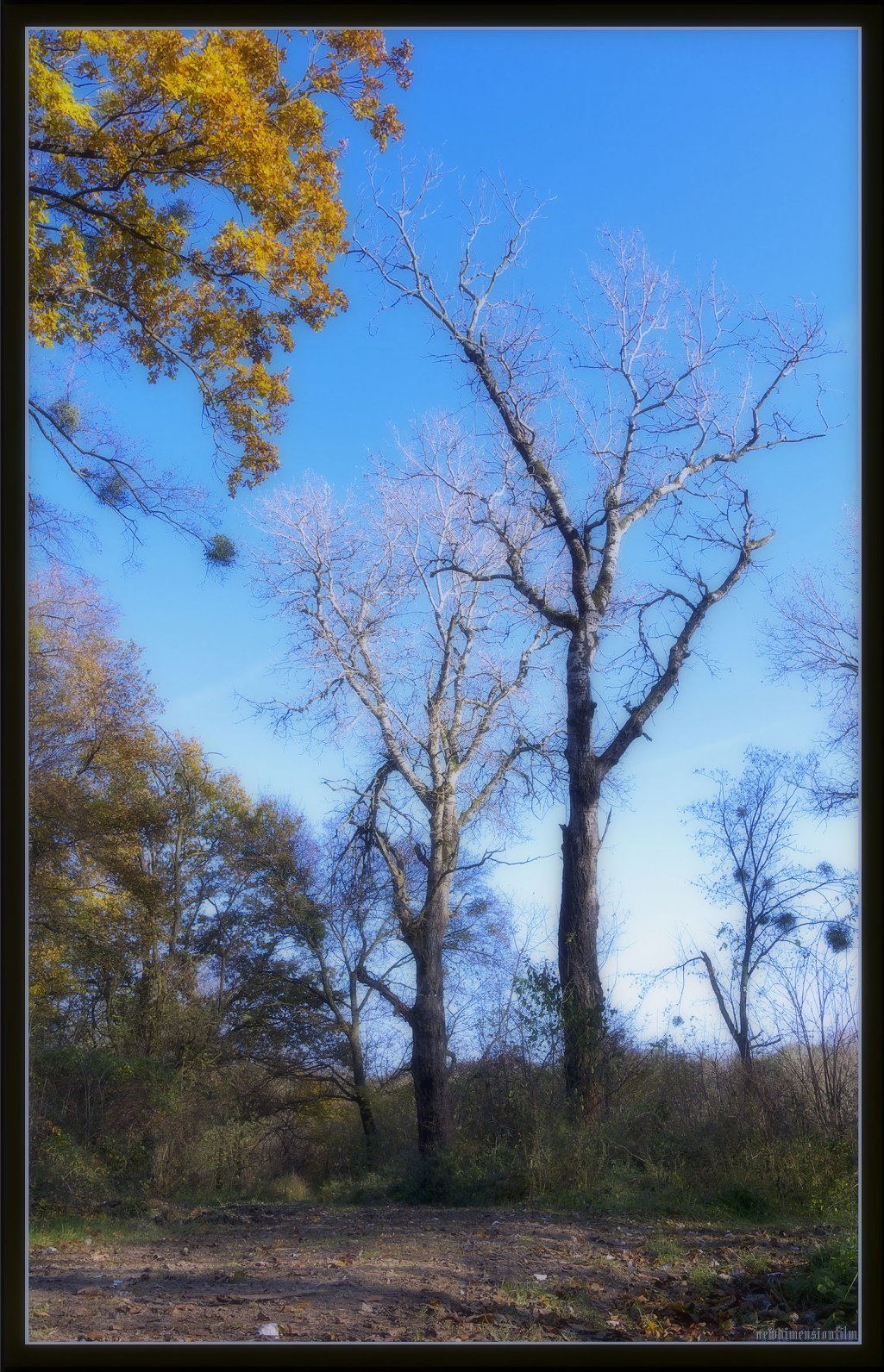 Fonds d'cran Nature Arbres - Forts dautomne fort 4.