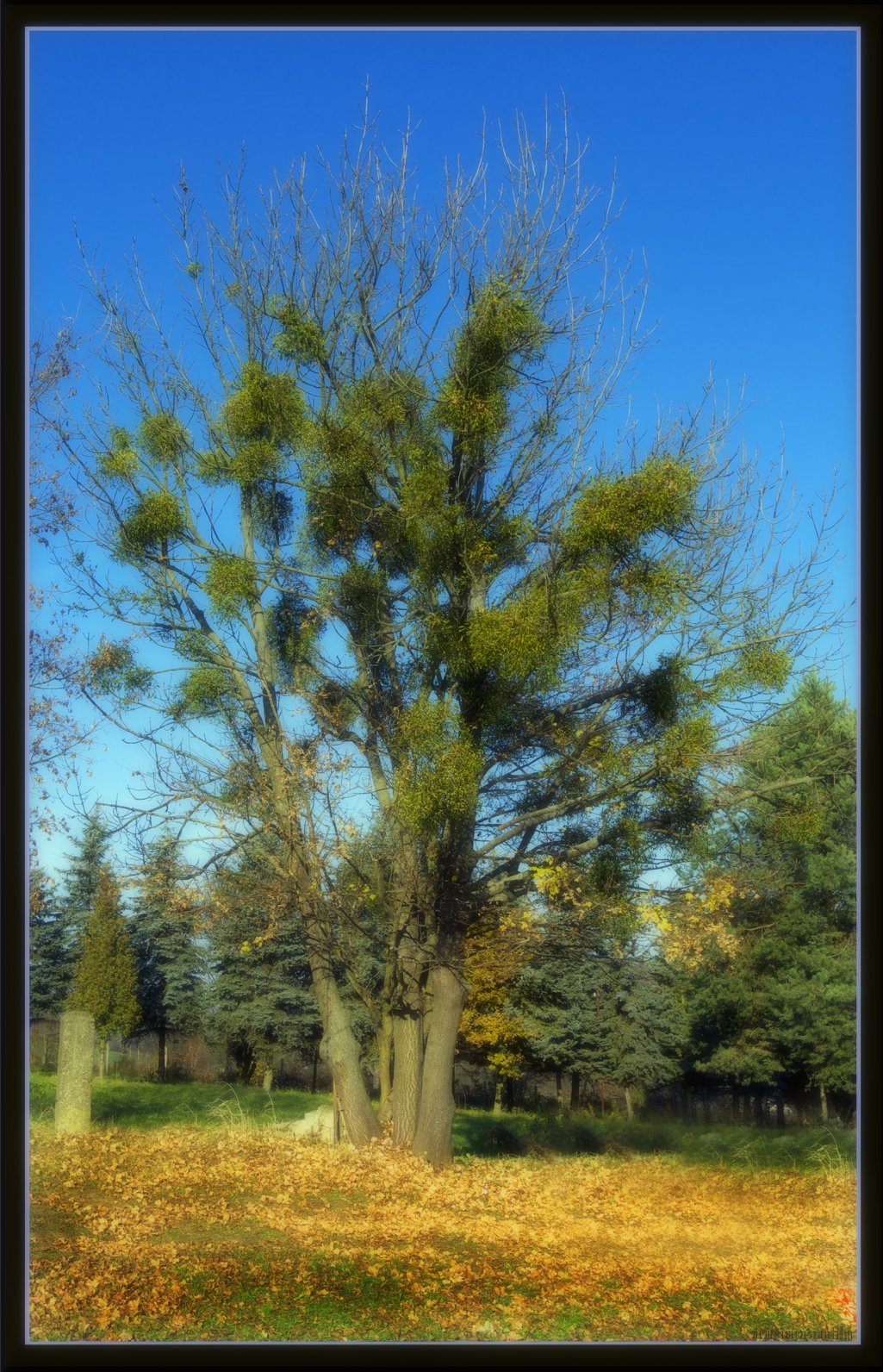 Fonds d'cran Nature Arbres - Forts dautomne fort 9.