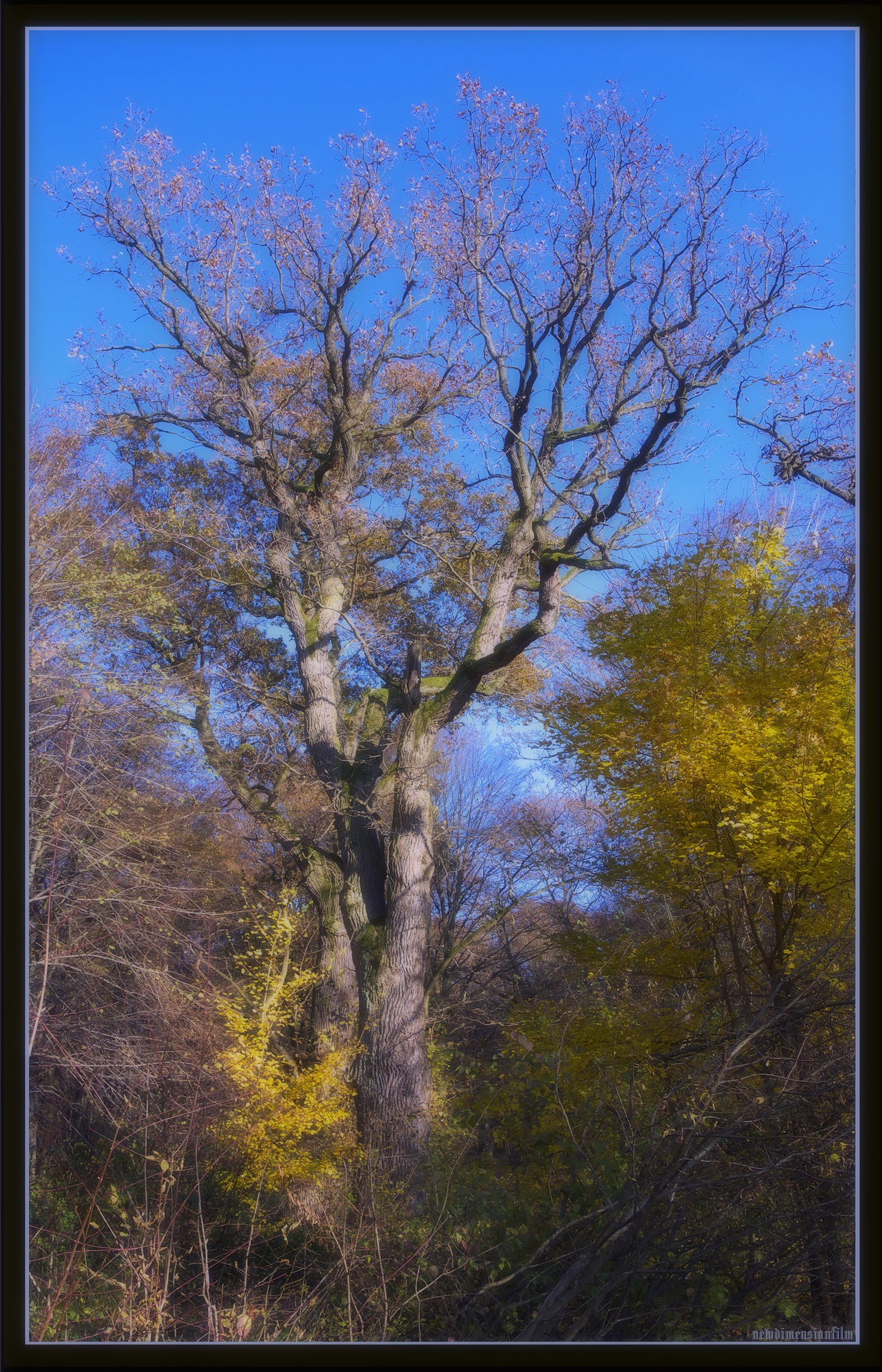 Wallpapers Nature Trees - Forests dautomne fort 3.