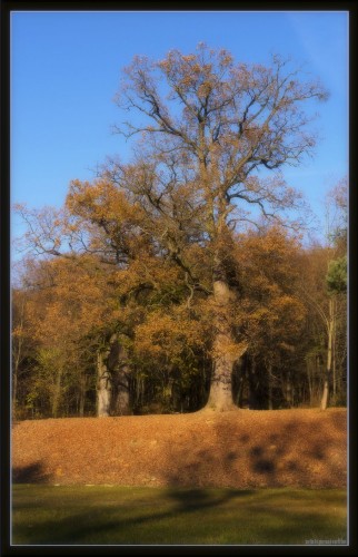 Fonds d'cran Nature Arbres - Forts dautomne fort 7