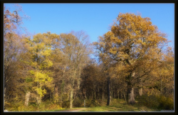 Fonds d'cran Nature Arbres - Forts dautomne fort 8.