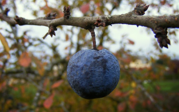 Wallpapers Nature Fruits Prunelle d'Automne