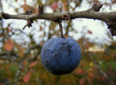 Fonds d'cran Nature Prunelle d'Automne