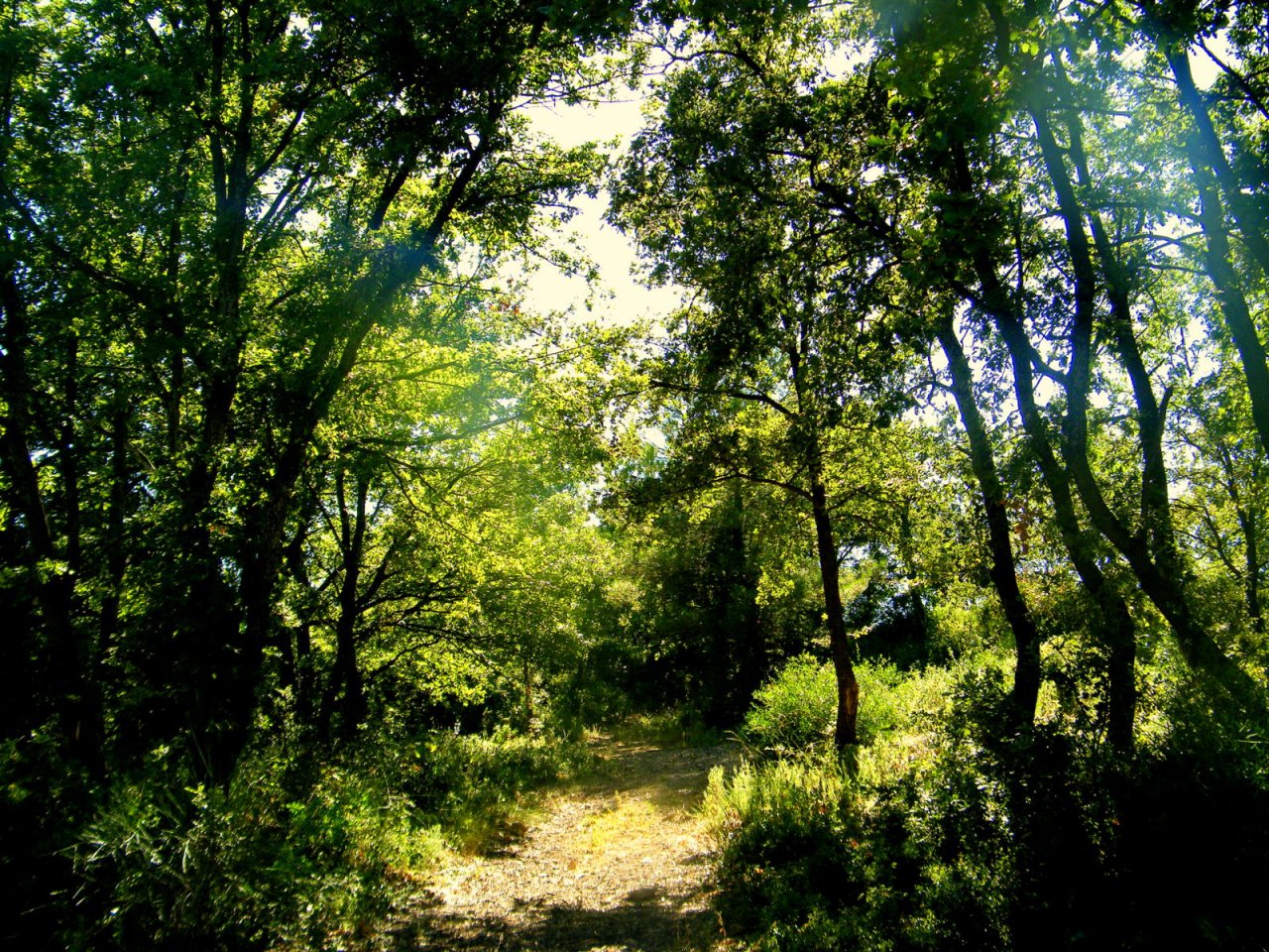 Wallpapers Nature Trees - Forests chemin ds la foret