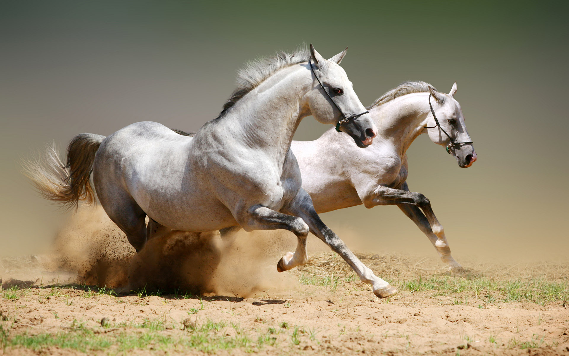 Fonds d'cran Animaux Chevaux Champions