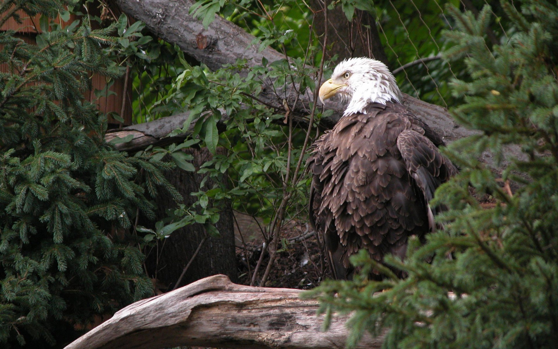 Wallpapers Animals Birds - Eagles Aigles