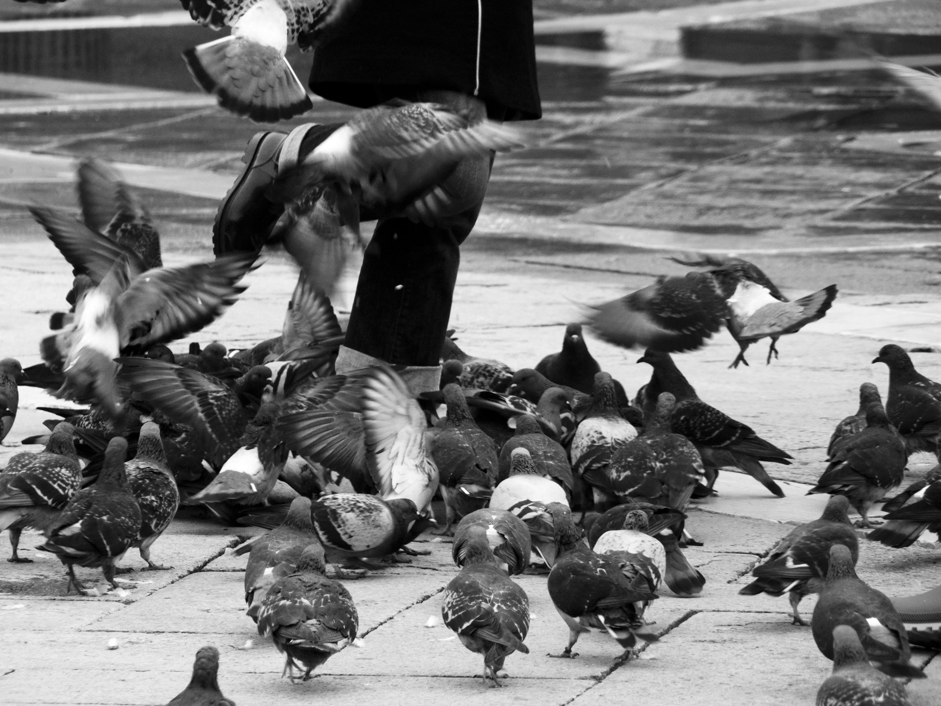 Wallpapers People - Events Moments of life venise et ses pigeons