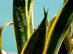 Fonds d'cran Nature gravure sur plante