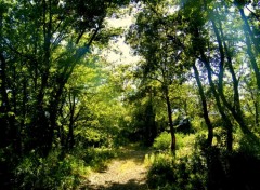 Wallpapers Nature chemin ds la foret