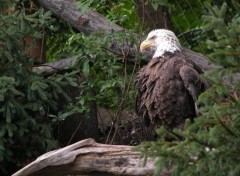 Fonds d'cran Animaux Aigles