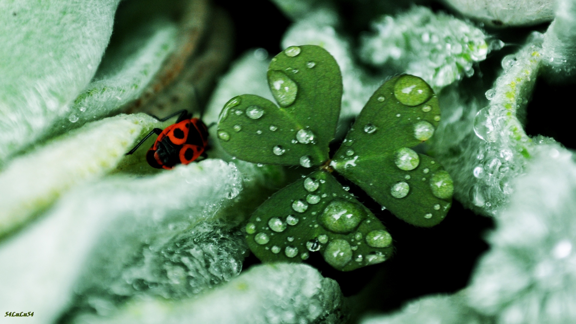 Fonds d'cran Art - Numrique Nature - Fleurs TREFLE A TROIS FEUILLES...