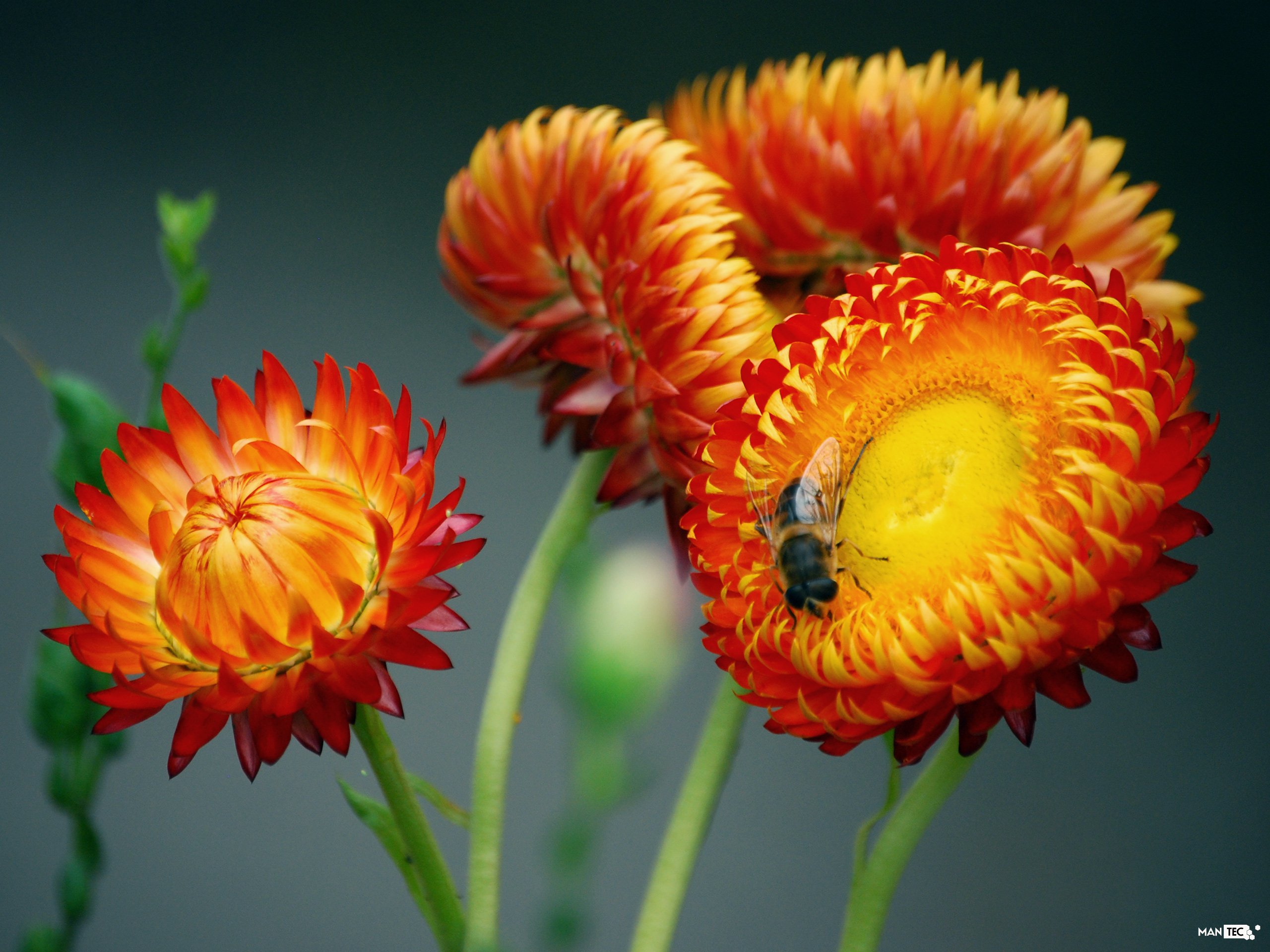 Wallpapers Nature Flowers Bee on flower