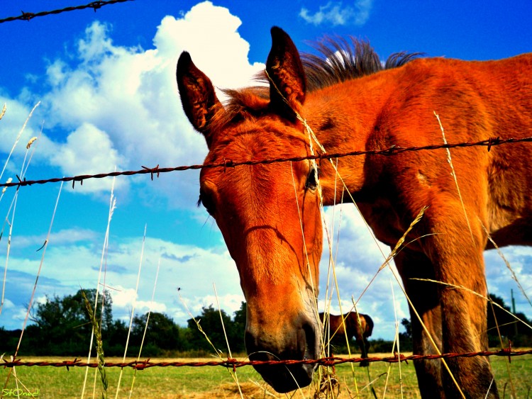 Wallpapers Animals Horses Gn?