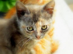 Wallpapers Animals chaton de goutire