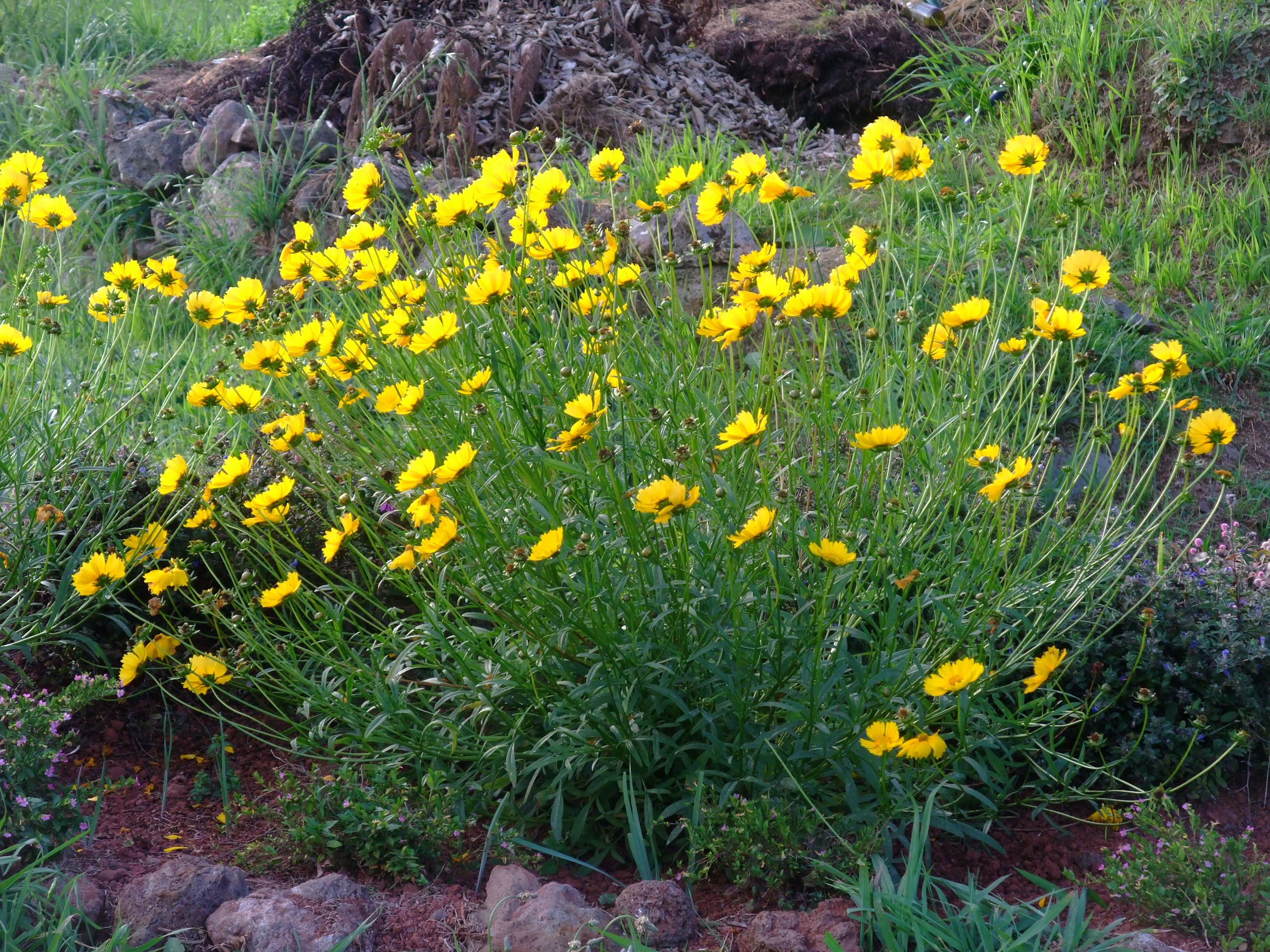 Fonds d'cran Nature Fleurs Tevelave1 (le de la Runion)