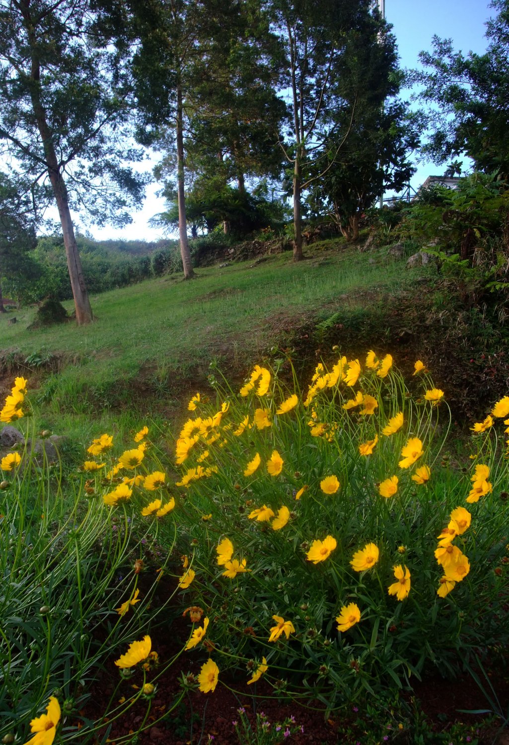 Fonds d'cran Nature Fleurs Tevelave2 (le de la Runion)