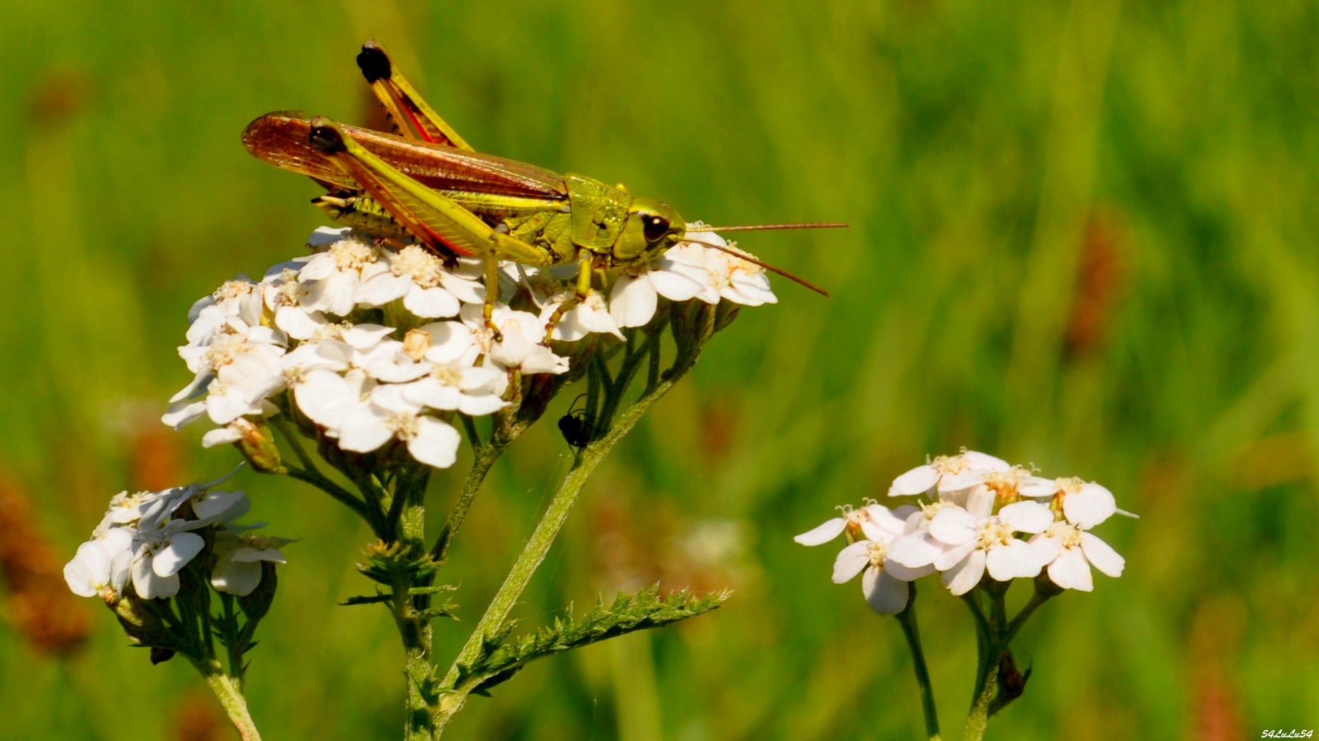 Fonds d'cran Animaux Insectes - Sauterelles et Criquets 