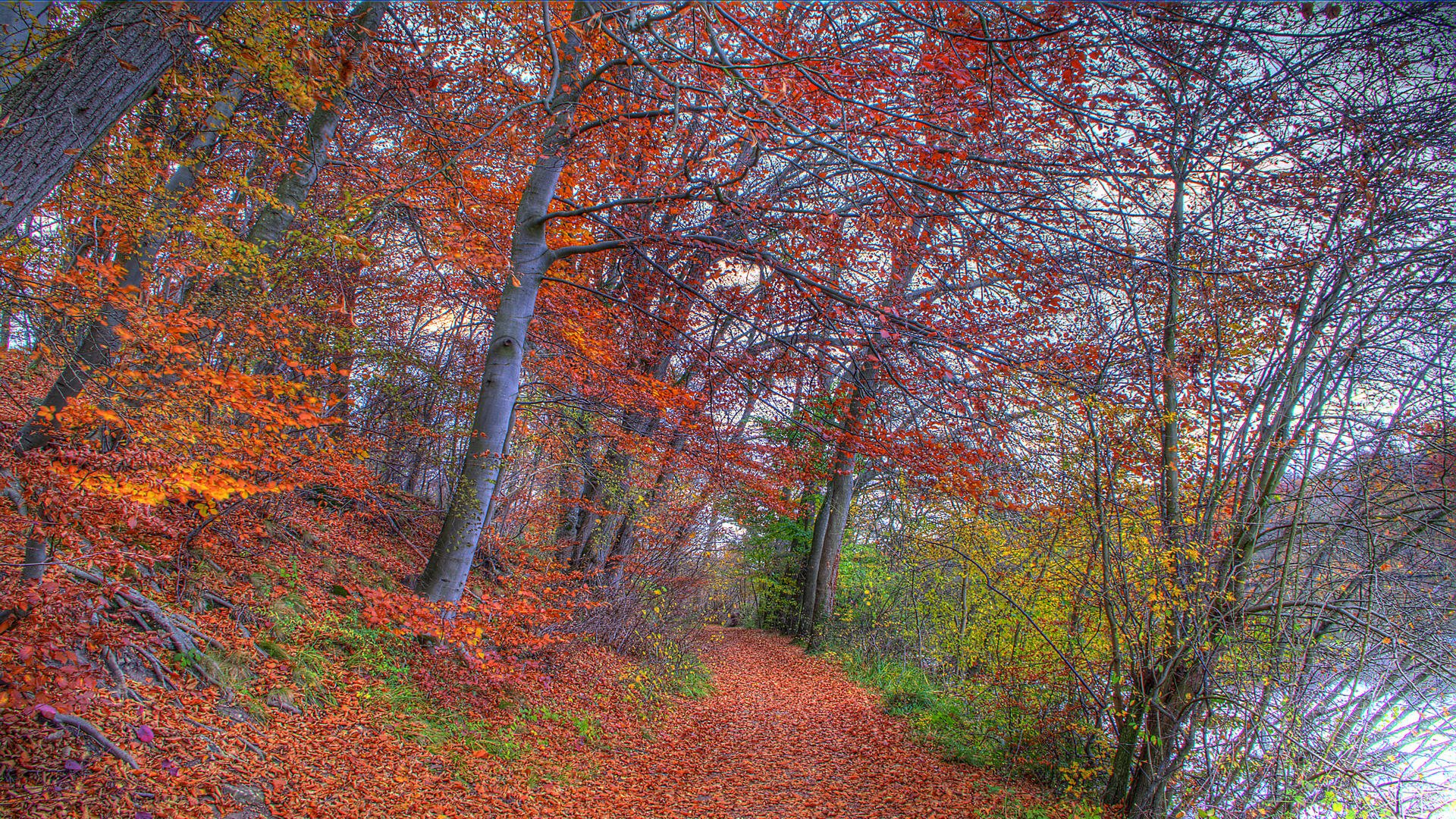 Fonds d'cran Nature Saisons - Automne Sentier d'automne - 2