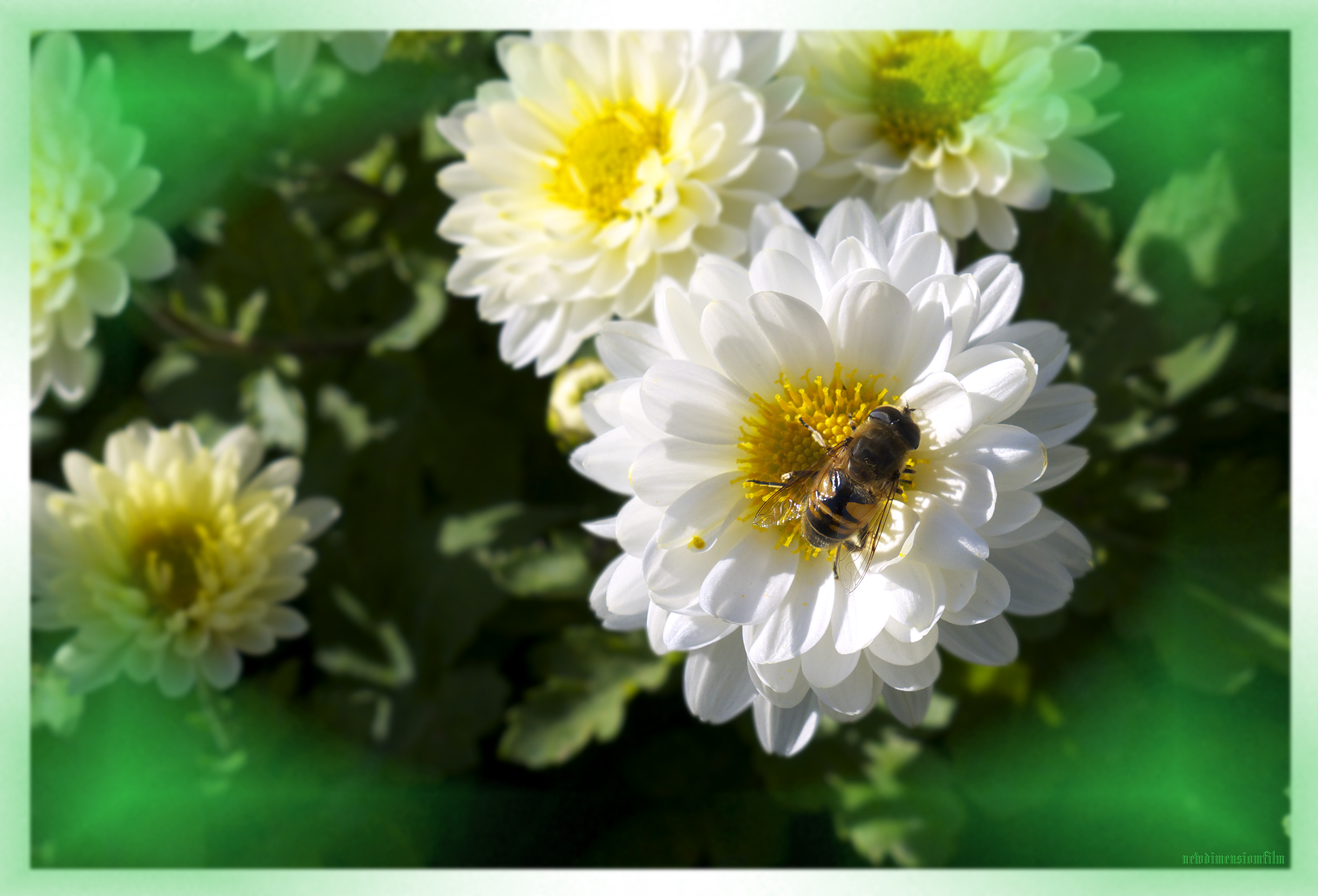 Wallpapers Nature Flowers fleurs et abeille