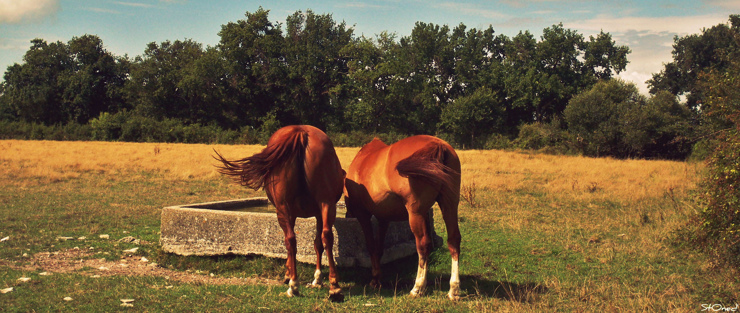 Fonds d'cran Animaux Chevaux Chevaux