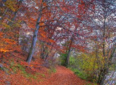 Wallpapers Nature Sentier d'automne - 2