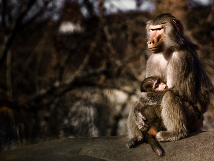 Fonds d'cran Animaux Singes Affe