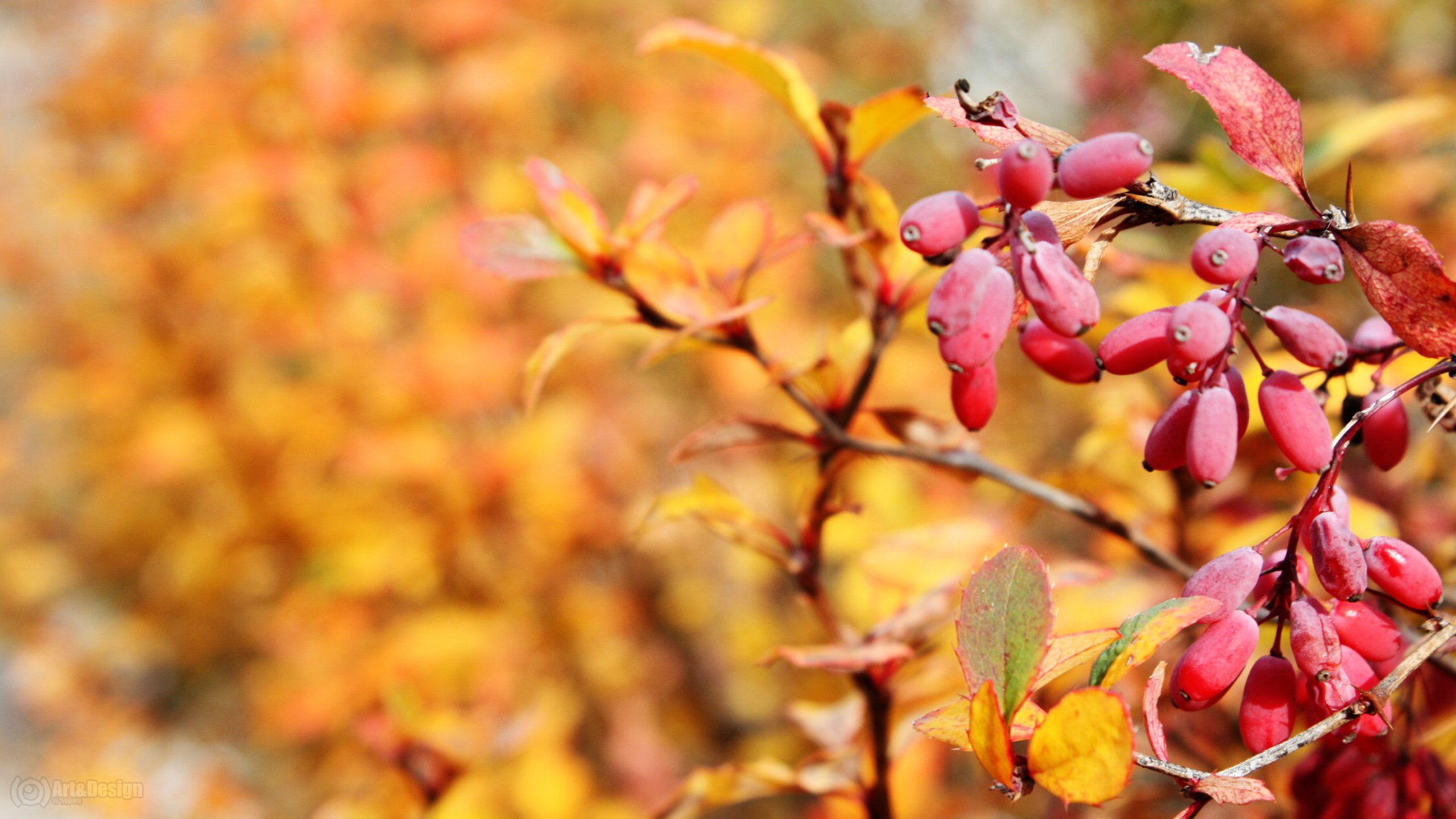 Fonds d'cran Nature Saisons - Automne Automne