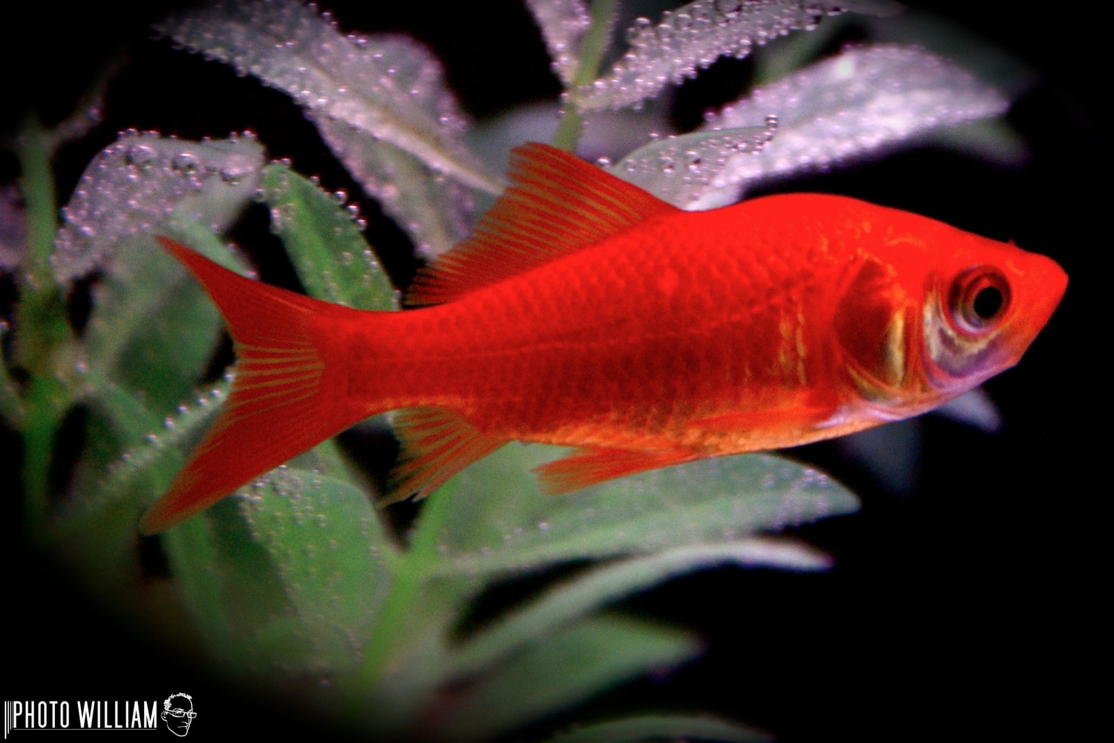 Wallpapers Animals Sealife - Fishes poisson rouge