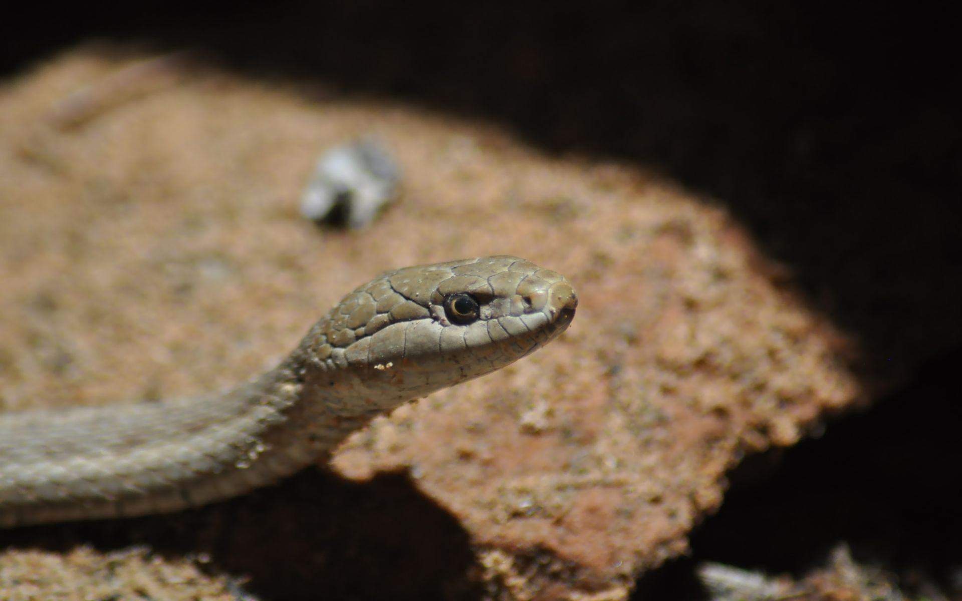 Fonds d'cran Animaux Serpents 