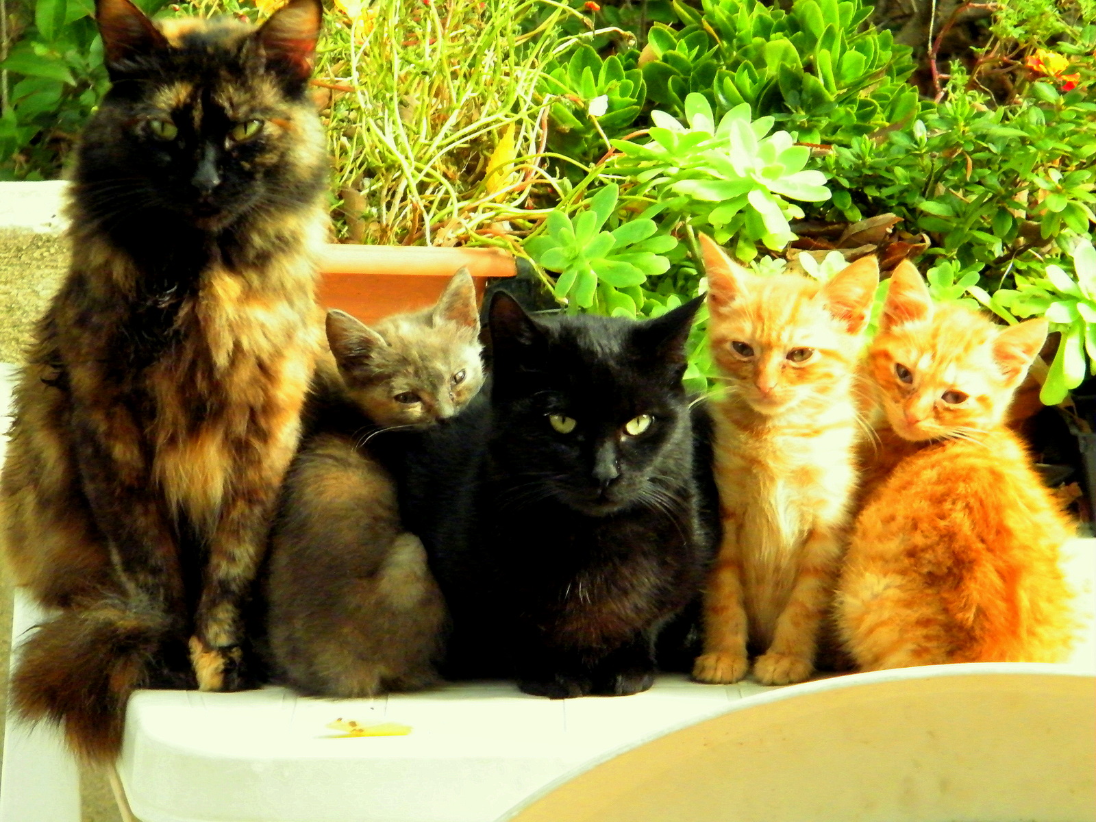 Fonds d'cran Animaux Chats - Chatons famille