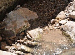 Fonds d'cran Animaux Au dtour d'une ballade