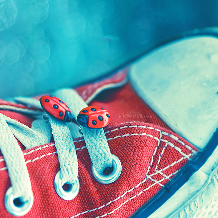 Wallpapers Objects Shoes Chaussure  coccinelles.