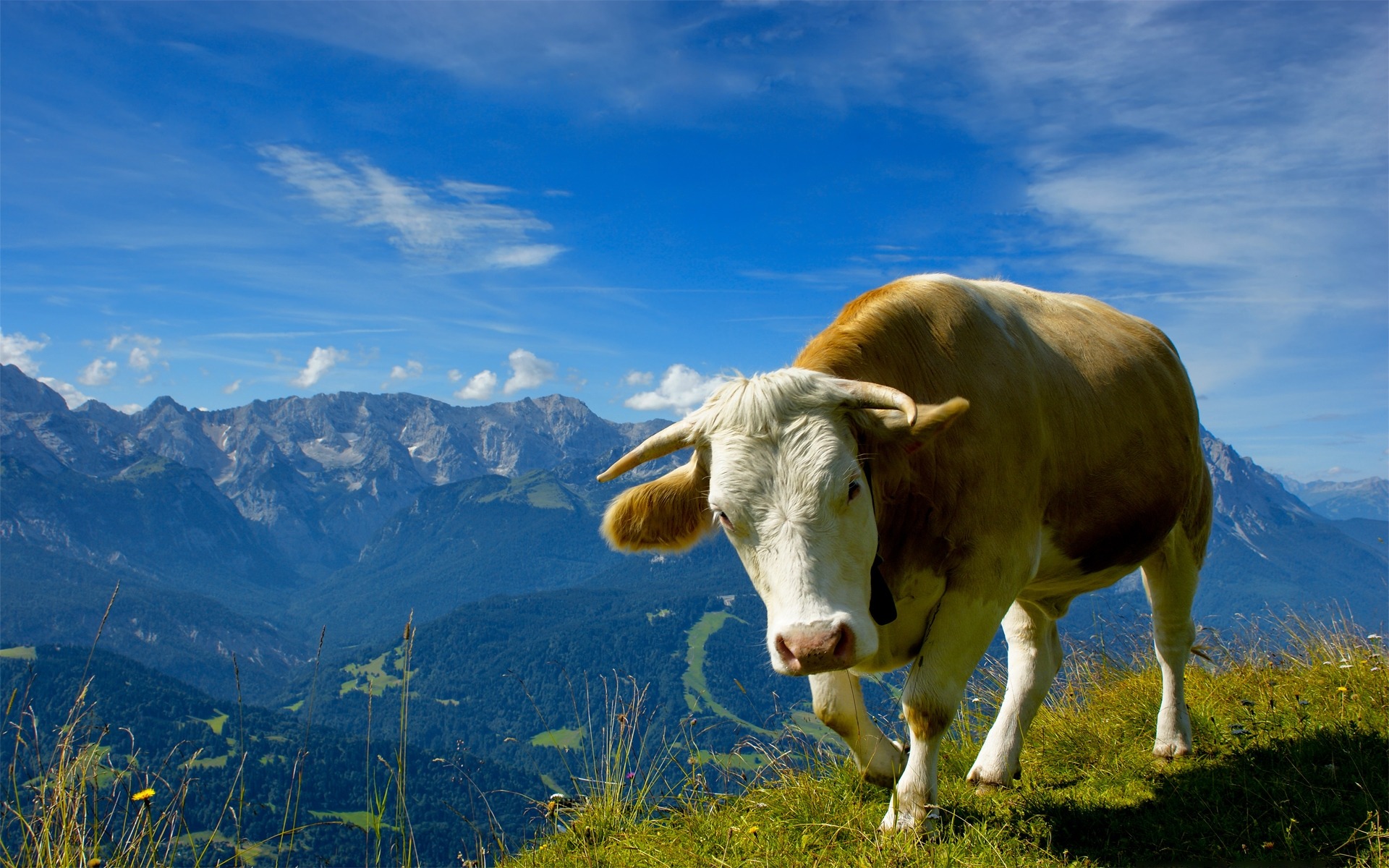 Wallpapers Animals Cows - Bulls - Beef Un peu de lait