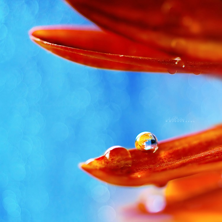 Wallpapers Nature Water - Drops Pluie d't.
