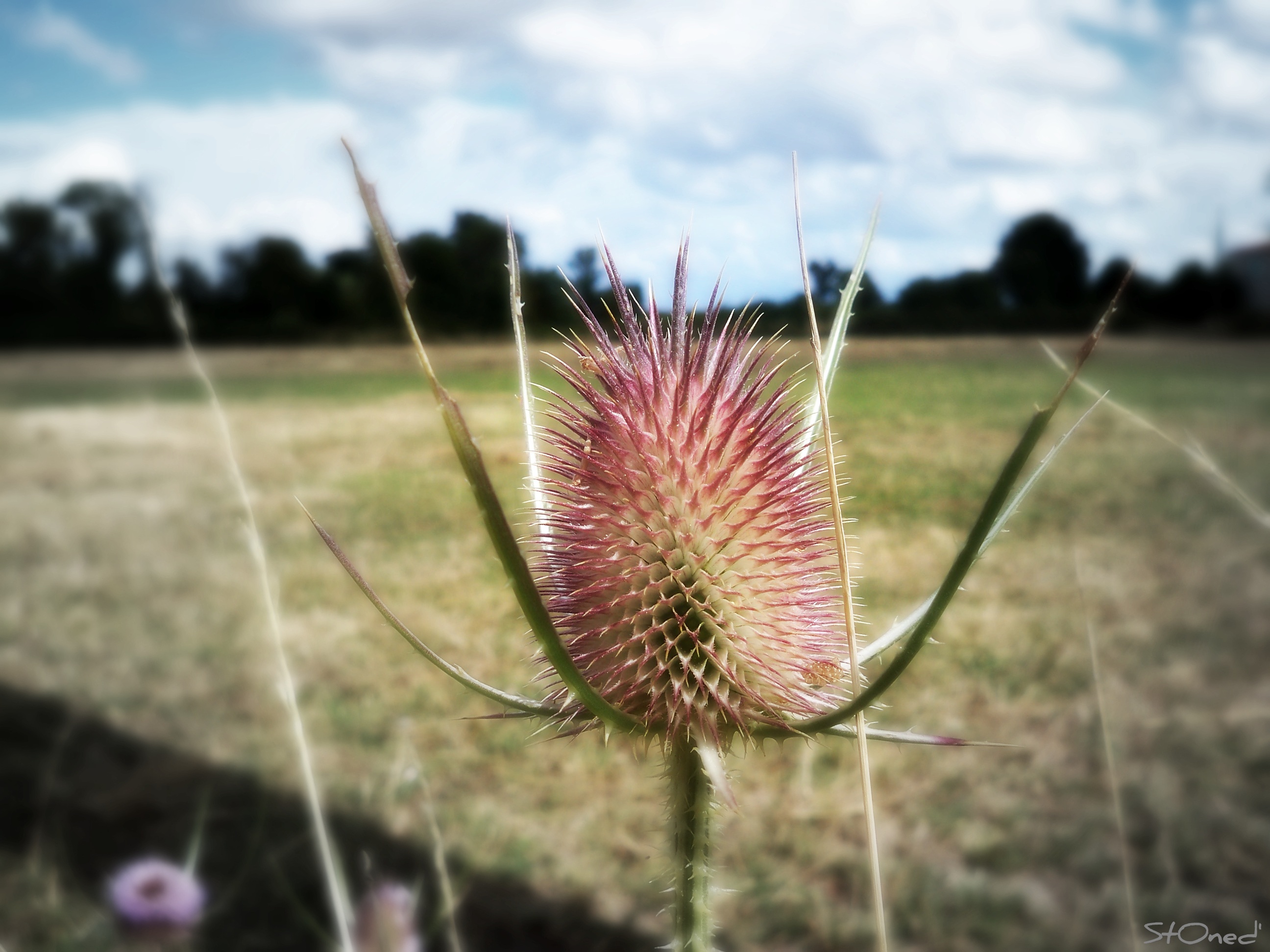 Wallpapers Nature Flowers Ca piQue!