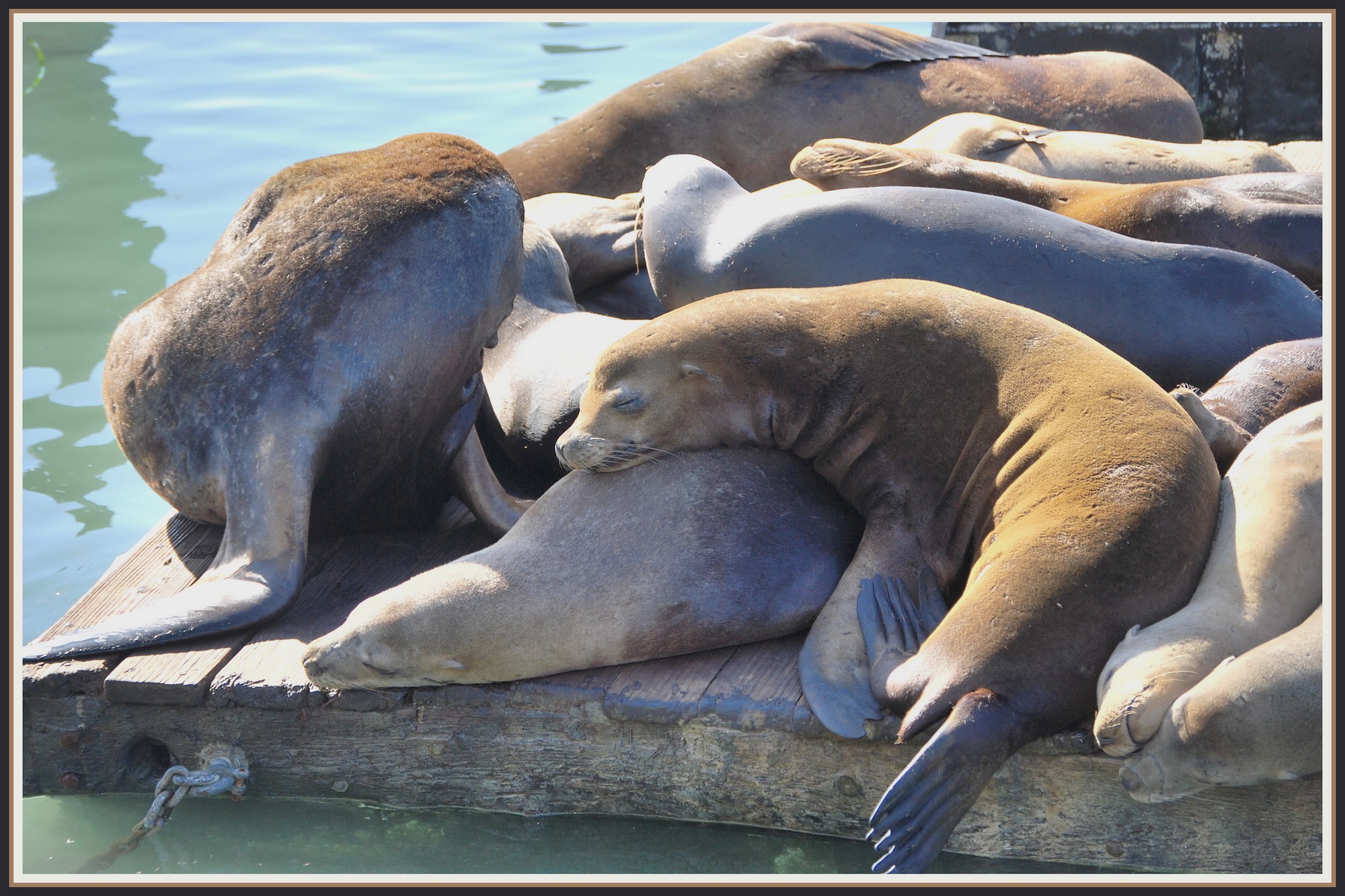 Wallpapers Animals Sealife - Sea lions Otaries sur le quai 39