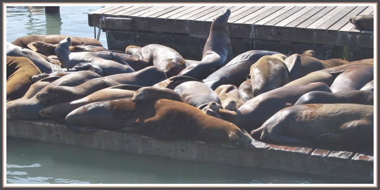 Fonds d'cran Animaux Vie marine - Otaries Otaries sur le quai 39